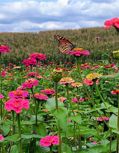 Farm «Jaemor Farms», reviews and photos, 5340 Cornelia Hwy, Alto, GA 30510, USA