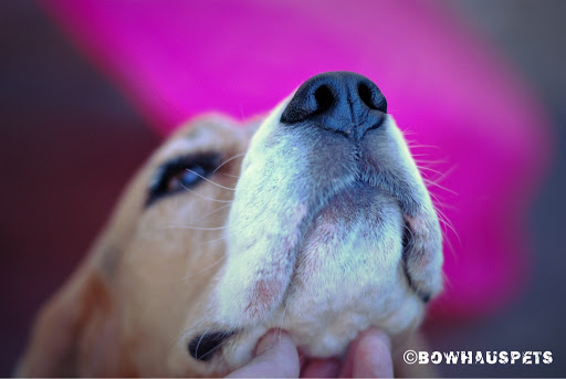 Dog Day Care Center «The Bowhaus Pet Company», reviews and photos, 2472 E Colorado Blvd, Pasadena, CA 91107, USA