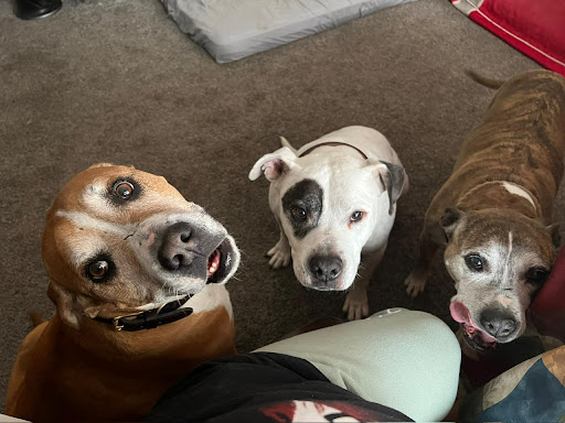 Kewanee Veterinary Clinic