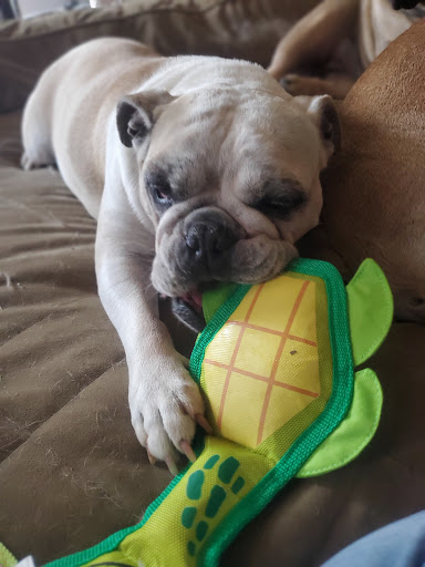 Pet Supply Store «Petco Animal Supplies», reviews and photos, 4491 Kirkwood Hwy, Wilmington, DE 19808, USA