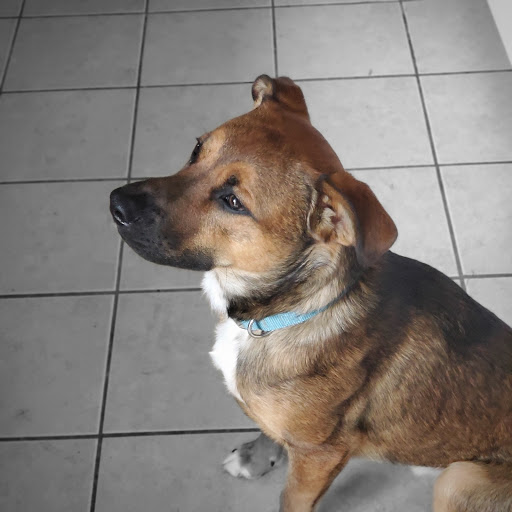 Pet Supply Store «Pet Supplies Plus», reviews and photos, 15060 Eureka Rd, Southgate, MI 48195, USA