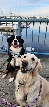 Wendy the Pet Sitter - Photo 4 - Car repair in , Bremerton