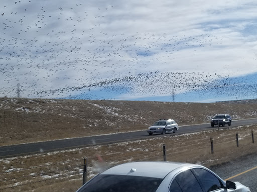 Public Golf Course «Murphy Creek Golf Course», reviews and photos, 1700 S Old Tom Morris Rd, Aurora, CO 80018, USA