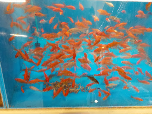 Pet Supply Store «PetSmart», reviews and photos, 88 Dunning Rd, Middletown, NY 10940, USA