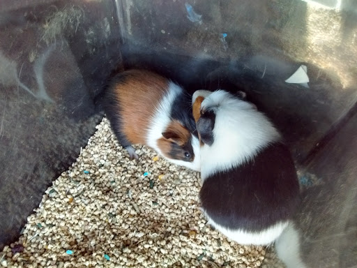 Pet Supply Store «Petco Animal Supplies», reviews and photos, 3430 W State St, Grand Island, NE 68803, USA