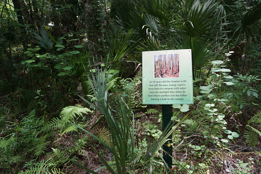 Park «Big Tree Park», reviews and photos, 761 General Hutchison Pkwy, Longwood, FL 32750, USA