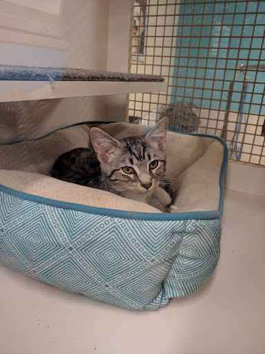 Pet Supply Store «Petco Animal Supplies», reviews and photos, 22000 Dulles Retail Plaza #110, Sterling, VA 20166, USA