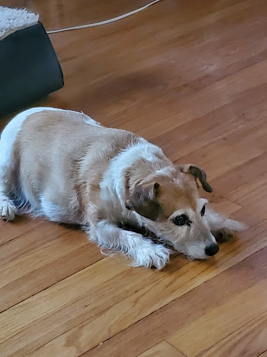 Pet Supply Store «Pet Supplies Plus», reviews and photos, 7954 Brewerton Rd #400, Cicero, NY 13039, USA