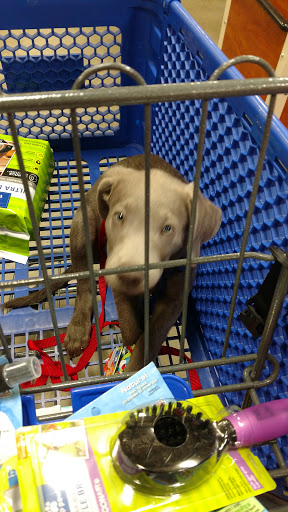 Pet Supply Store «PetSmart», reviews and photos, 11400 Financial Centre Pkwy, Little Rock, AR 72211, USA