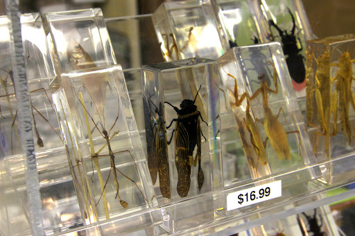 Toy Store «Brookside Toy and Science», reviews and photos, 330 W 63rd St, Kansas City, MO 64113, USA