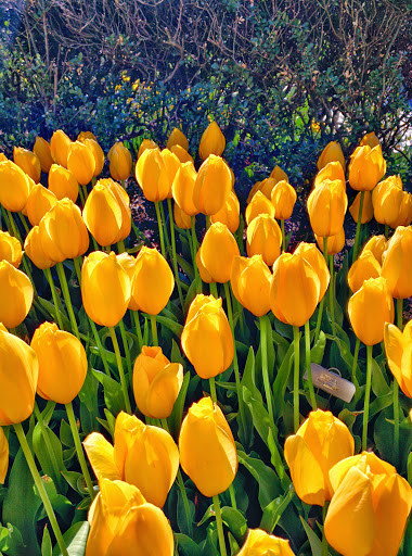 Garden «Conservatory Garden», reviews and photos, 402 5th Ave, New York, NY 10029, USA