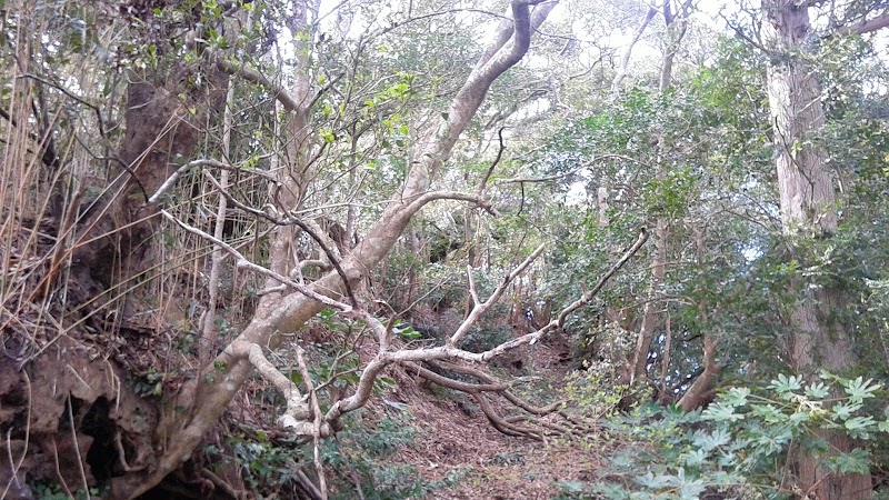 石塚の森