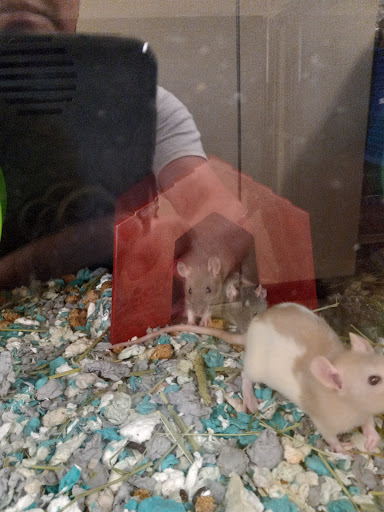 Pet Supply Store «PetSmart», reviews and photos, 830 Pelham Pkwy, Pelham, NY 10803, USA