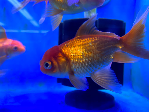 Tropical Fish Store «Lovely Pets Aquarium Store», reviews and photos, 69 Parkingway, Quincy, MA 02169, USA