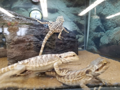 Pet Supply Store «Petco Animal Supplies», reviews and photos, 3454 Palmer Dr #7a, Cameron Park, CA 95682, USA