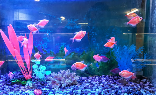 Tropical Fish Store «Fintique», reviews and photos, 701 West Ave, San Antonio, TX 78201, USA