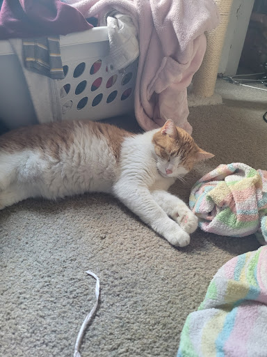 Pet Supply Store «Petco Animal Supplies», reviews and photos, 2140 E Blvd St, Kokomo, IN 46902, USA