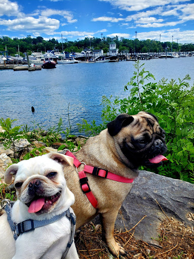 Park «Pierson Park», reviews and photos, 238 W Main St, Tarrytown, NY 10591, USA