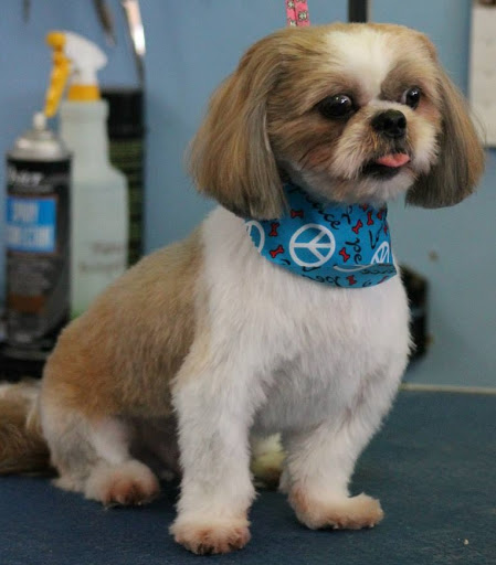 Pet Groomer «Furry Tails Pet Grooming», reviews and photos, 865 Cypress Pkwy, Poinciana, FL 34759, USA