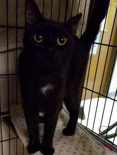 Thrift Store «West Plains Regional Animal Shelter», reviews and photos, 1438 State Rte BB, West Plains, MO 65775, USA