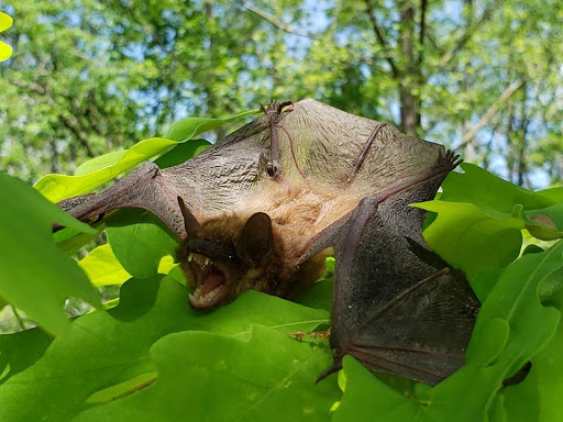 Animal Control Service «Xceptional Wildlife Removal», reviews and photos