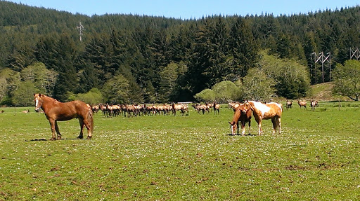 Horse Boarding Stable «Green Acres Beach & Trail Rides», reviews and photos, 5985 Pacific Ave, Cloverdale, OR 97112, USA