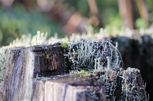 Park «Cooper Mountain Nature Park», reviews and photos, 18892 SW Kemmer Rd, Beaverton, OR 97007, USA