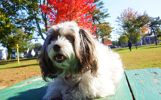 Park «Eisenhower Park», reviews and photos, 1899 Park Blvd, Westbury, NY 11590, USA