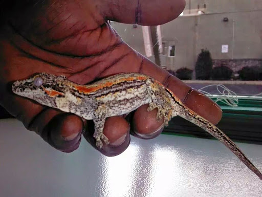 Pet Store «Petfection Exotic Pet Specialist», reviews and photos, 2989 PA-611 Suite 102, Tannersville, PA 18372, USA