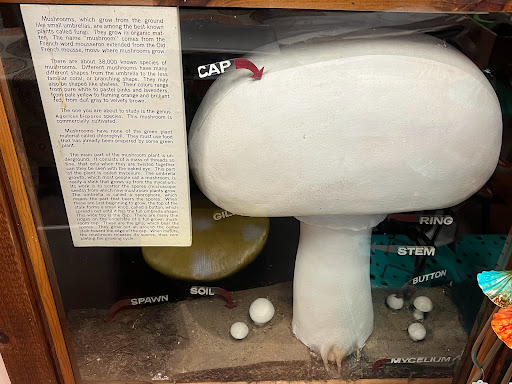 Gift Shop «The Mushroom Cap», reviews and photos, 114 W State St, Kennett Square, PA 19348, USA