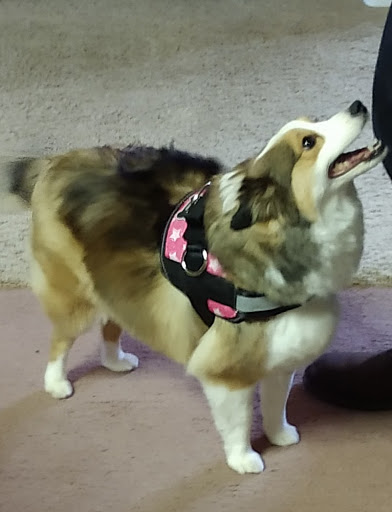 Pet Supply Store «PetSmart», reviews and photos, 1705 N Bechtle Ave, Springfield, OH 45504, USA