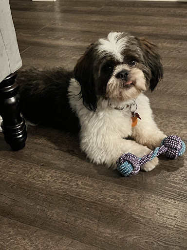 Pet Store «Charm City Puppies», reviews and photos, 8205 Snowden River Pkwy, Columbia, MD 21045, USA