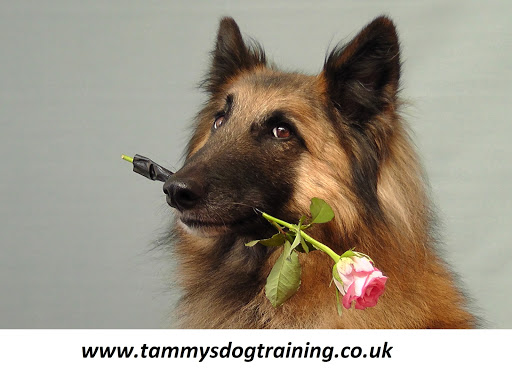 Tammy Dog Training