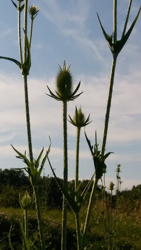 Golf Course «Hazy Hills Golf Course», reviews and photos, 25258 N 1350 East Rd, Hudson, IL 61748, USA
