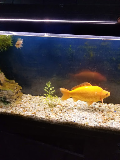 Pet Supply Store «Pet City», reviews and photos, 185 Lafayette Rd, Seabrook, NH 03874, USA