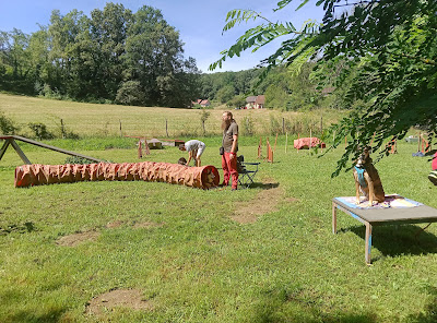 DogZone Education à Peyrieu