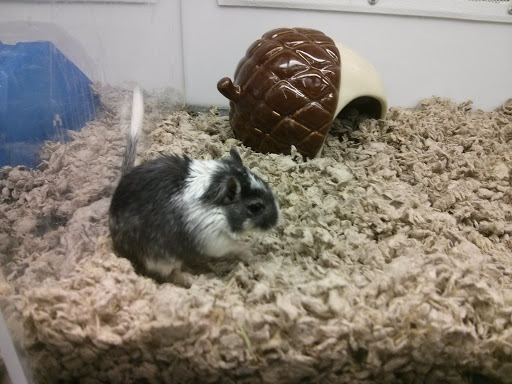 Pet Supply Store «Petco Animal Supplies», reviews and photos, 86 Storrs Rd, Mansfield Center, CT 06250, USA