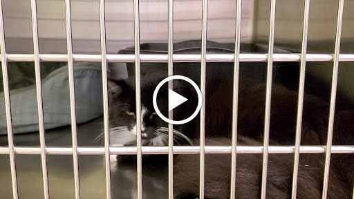 Pet Supply Store «PetSmart», reviews and photos, 5013 S Cleveland Ave, Fort Myers, FL 33907, USA