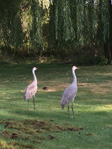Golf Club «Majestic Oaks Golf Club», reviews and photos, 701 Bunker Lake Blvd, Andover, MN 55304, USA