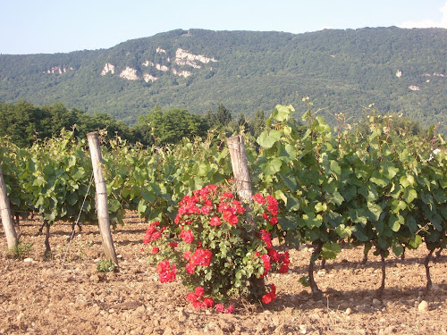 Vignoble Pellerin à Saint-Sorlin-en-Bugey