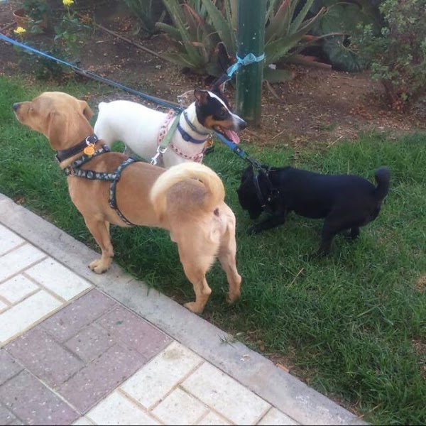 CENTRO VETERINARIO