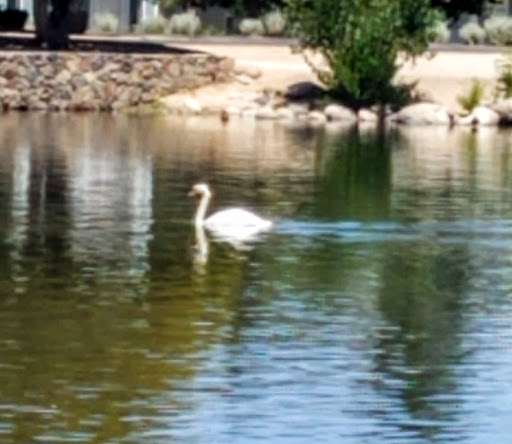 Nature Preserve «Virginia Lake», reviews and photos, 1980 Lakeside Dr, Reno, NV 89509, USA