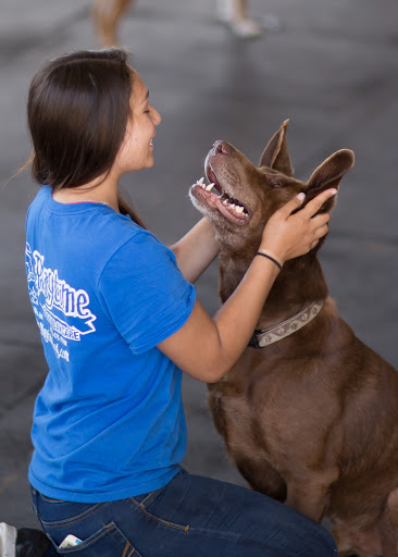 Dog day care Milwaukee