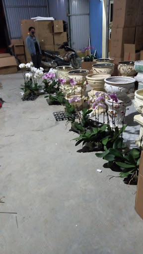 Vườn Hoa Lan Hồ Điệp Bắc Ninh