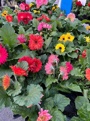 Florist «TG Designs», reviews and photos, 19231 Longmeadow Rd, Hagerstown, MD 21742, USA