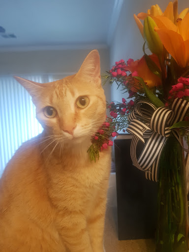 Florist «Cityview Florist and Gifts», reviews and photos, 6112 Bryant Irvin Rd, Fort Worth, TX 76132, USA