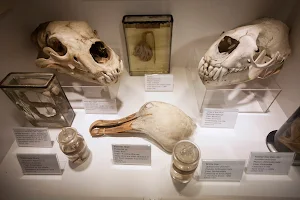 D'Arcy Thompson Zoology Museum - University of Dundee image