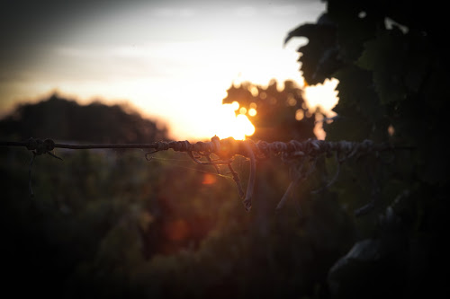 Domaine les Chagnasses à Lalande-de-Pomerol