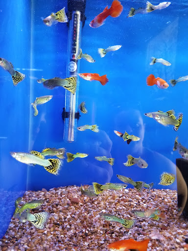 Tropical Fish Store «Aquatic Kingdom Aquariums», reviews and photos, 18757 E Hampden Ave #160, Aurora, CO 80013, USA