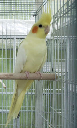 Pet Store «Louis Birds Pets & Supplies», reviews and photos, 80 Keyes St, San Jose, CA 95122, USA